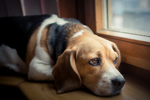 sahibini bekleyen köpek