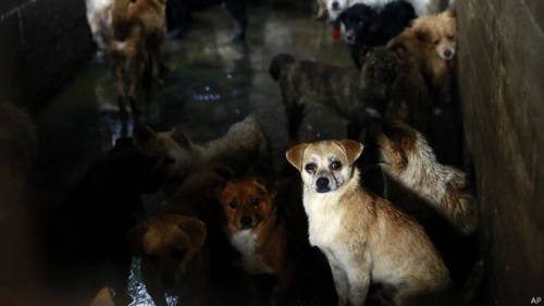 Çin Köpek Eti Festivaline Tepki Büyüyor
