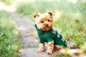 İsim Oyunu: Küçük Köpekler İçin Harika İsimler