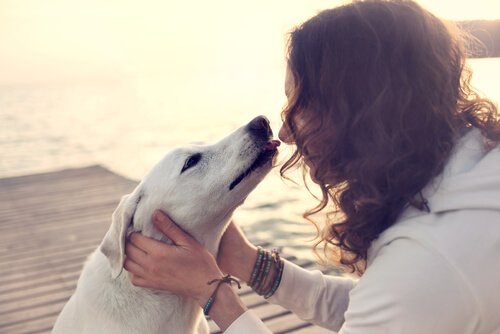 sahibinin yüzünü yalayan köpek
