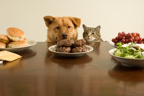 yemeğe bakan hayvanlar