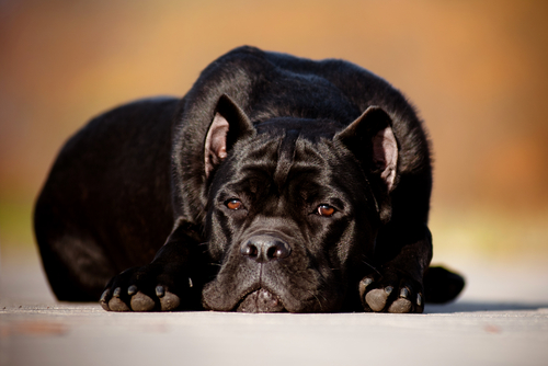 kahverengi gözlü mutsuz köpek