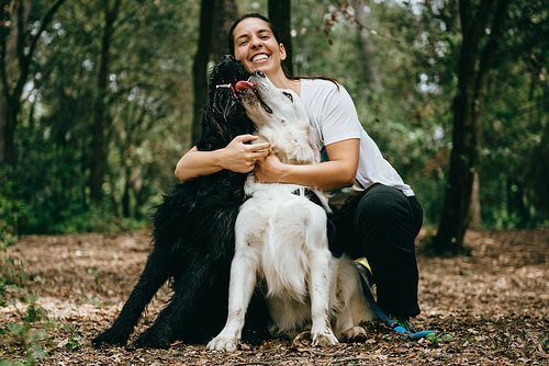 ormanda köpek