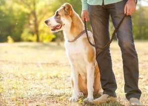 Köpek Tüylerini Kıyafetlerden Temizlemek için 5 İpucu