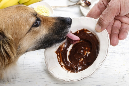 köpek çikolata yalıyor