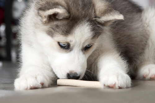 yavru köpek kemik