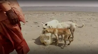Kalbinizi Isıtacak Bir Hikaye: Köpekler Adasının Bakıcısı