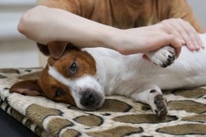 Köpeğinize Masaj Yapmayı Biliyor Musunuz?
