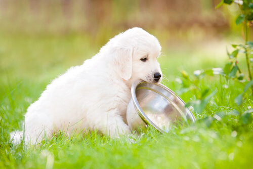 köpeğinizin yemek dilenmesi
