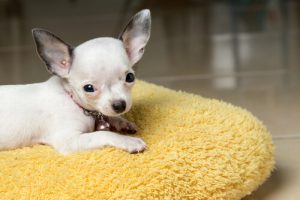 Köpeğinizin Ateşini Nasıl Düşürürsünüz?