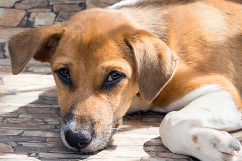 Sağlık Alarmı : Köpeklerde Corona Virüs
