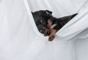 Köpekler Neden Bütün Gün Uyur?