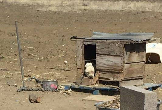 kulübesinde mahsur kalan köpek
