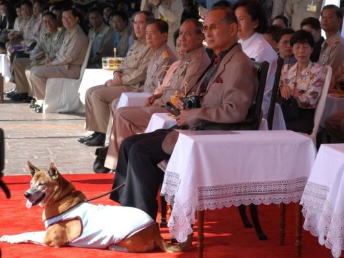 Köpekleri Sahiplenen Tayland Kralı ile Tanışın