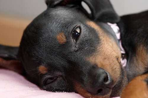 köpeklerin duyguları