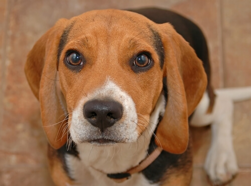 köpeklerin duyguları
