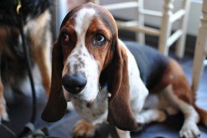 Köpekler Ağlar Mı Yoksa Sadece Gözyaşı Mı Döker?