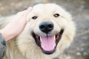 Köpeğimi Sevmem İçin 10 Sebep