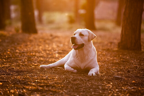 ormanda köpek