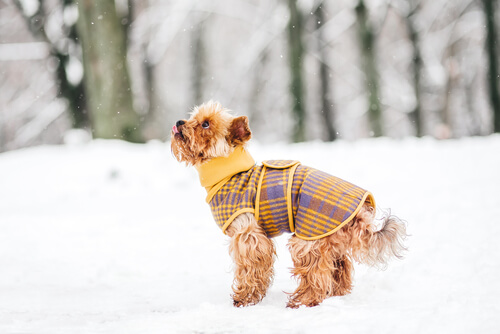 Köpeğinizi Sıcak Tutmak: Soğuk Havalar İçin Harika Bir Rehber