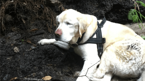 Kör Labrador Retriever Ormanda Bir Hafta Hayatta Kaldı