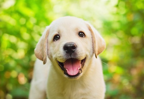 labrador retriever