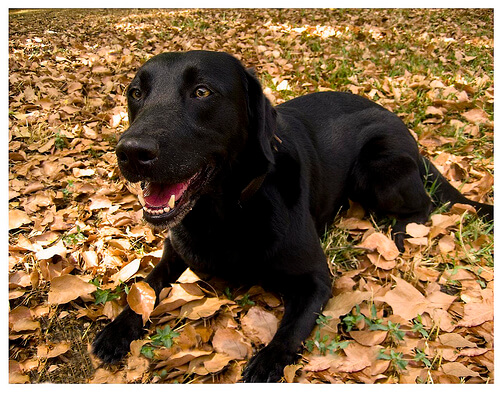 dökülen yapraklar ve köpek