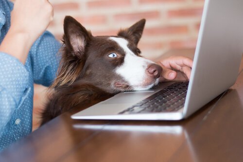 bilgisayara bakan köpek