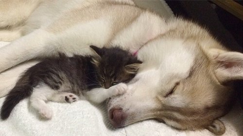 Bir Kediye Annelik Yapan Bir Sibirya Kurdu, Lilo