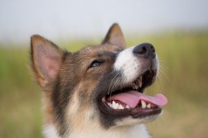 Sahibini Gören Bir Köpeğin Beyninde Neler Olur?