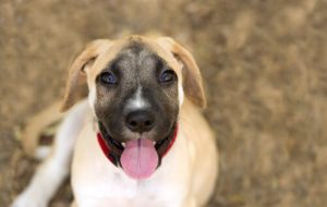 Köpekler Her Şeyin Yolunda Olduğunu Nasıl Gösterir?