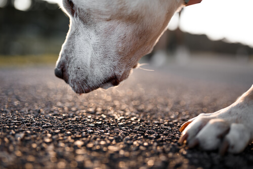 köpeklerin sevmediği kokular
