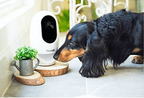 kendi başına evde köpek