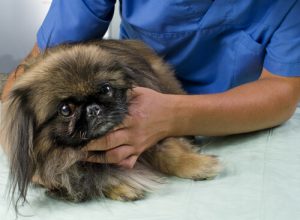 Köpeklerin Kansere Yakalanmasını Önleyen 5 Yöntem