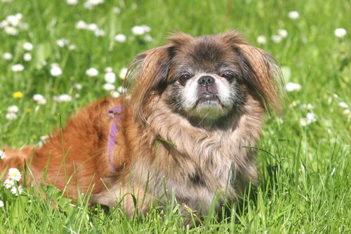 pekinez cinsi köpek