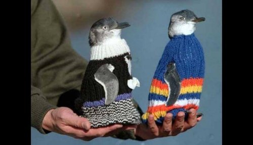 Kazak giymiş penguen