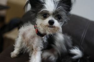 En Sevdiğimiz Pire Karşıtı Tedaviler