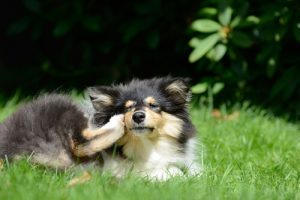 Pireleri Yok Etmek İçin Evinizde Yapabileceğiniz 6 Tarif