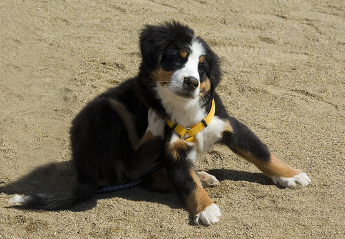 sarı tasmalı kaşınan köpek