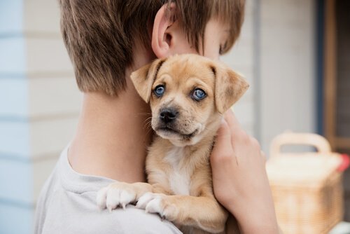 mavi gözlü yavru köpek