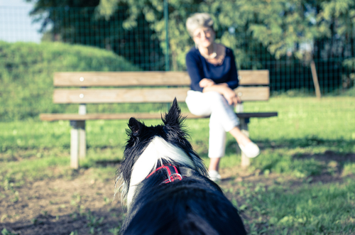 sahibi bankta bekleyen köpek