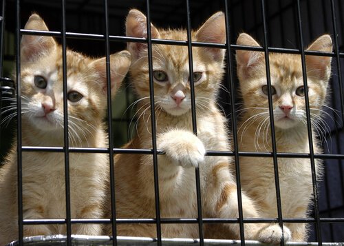 kafeste sahipsiz üç yavru kedi