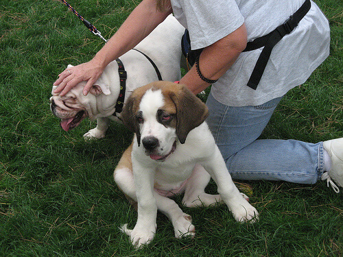 kendini sevdiren köpek