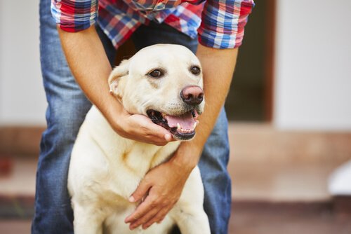 mutlu köpek