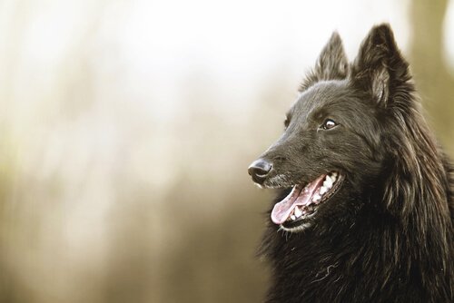 kara köpek