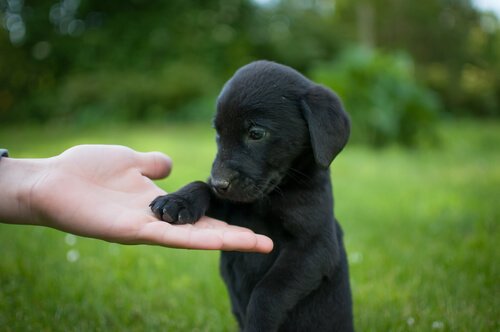“Siyah Köpek Günü” Nedir Biliyor Musunuz?