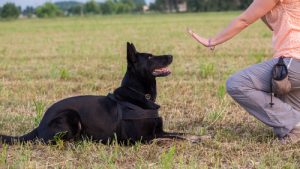 Köpeğinizin Size Saygı Duymasını Sağlamak