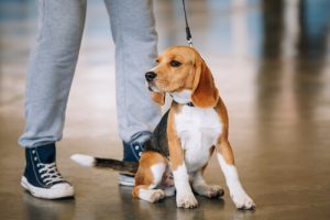 Köpeğiniz Sizi Çok İyi Tanıyor