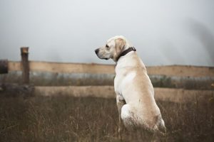 Terk Edilmiş Köpeklere Nasıl Davranmalı