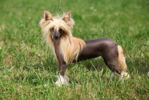 tüysüz çin köpeği